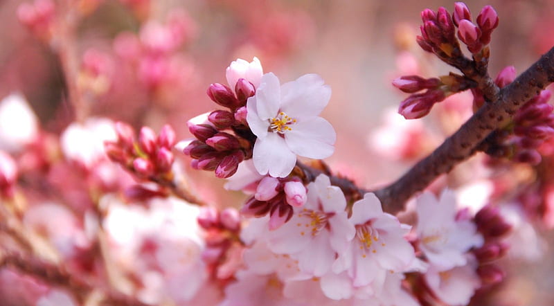 Cherry flower buds, spring, nature, pink, flowers, cherry blossom, HD ...