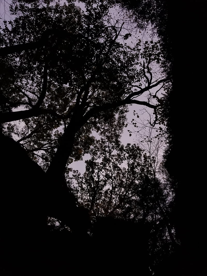 Cold October Skies, black, dark, trees, HD phone wallpaper