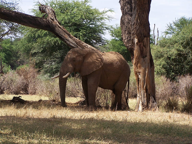 Elephant in Samburu Game Reserve, Samburu, Kenya, Game reserve, Elephant, HD wallpaper