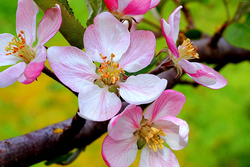 Apple Blossoms, twig, petals, tree, spring, HD wallpaper
