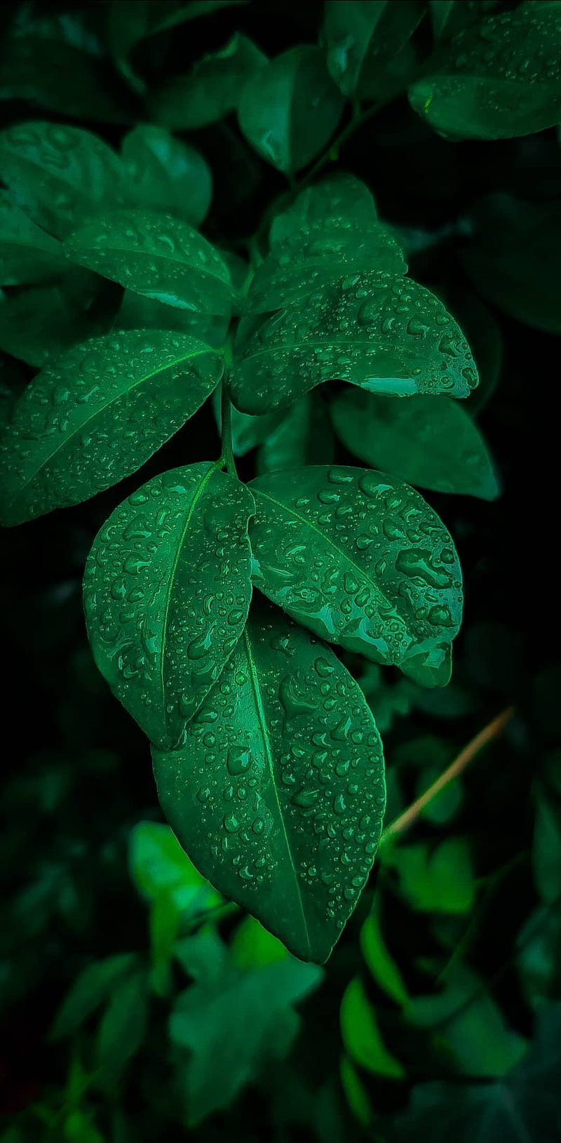 Leaf , flowers, water drop, HD phone wallpaper