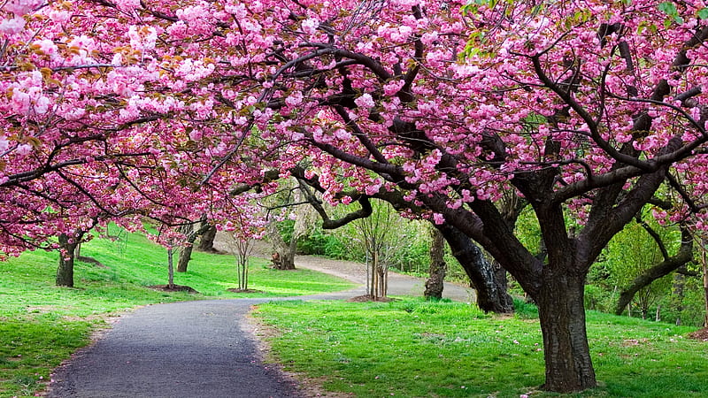Park trees in blossom, nature, park, branches, pink, trees, cherry U, blossoms, flowers, HD wallpaper
