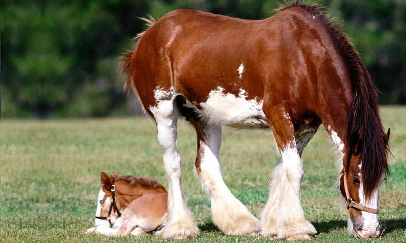 Clydesdale Mare and Foal F1, draft horse, equine, bonito, horse, animal, graphy, Clydesdale, wide screen, HD wallpaper