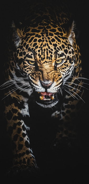 jaguar cat wallpaper