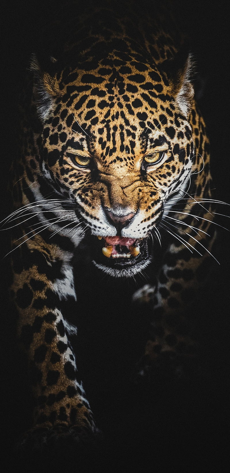 Leopard, animals, jaguar, wild, HD phone wallpaper | Peakpx