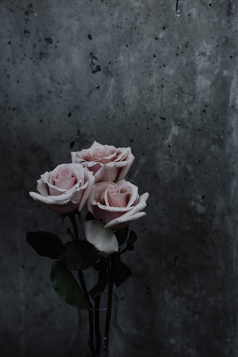 White Rose, day, good, have, nice, pink, rose, roses, spring, white, wonderful, HD phone wallpaper