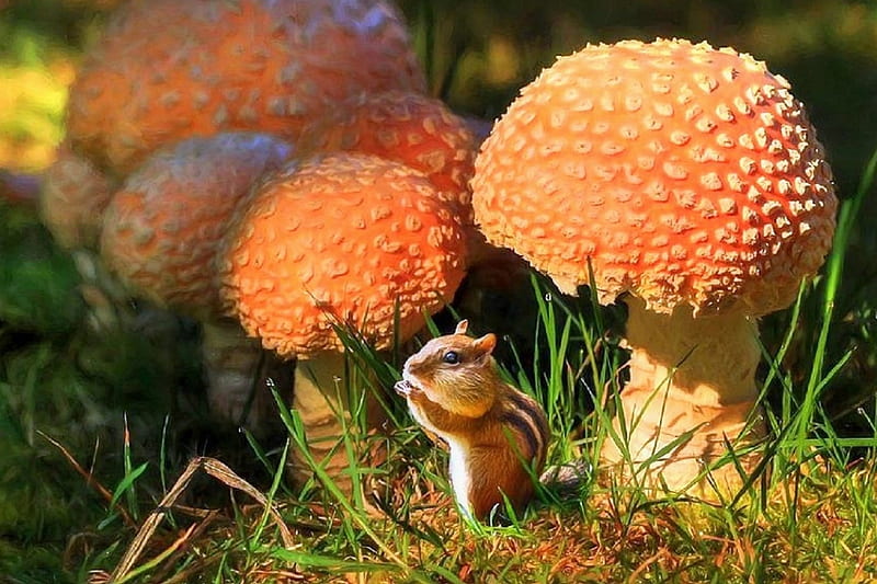 ✿⊱•╮Mushroom in Fall╭•⊰✿, lovely still life, fall, autumn, squirrel, love four seasons, mushrooms, nature, beauty of nature, HD wallpaper