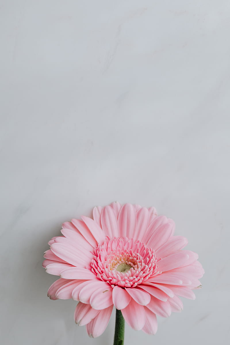 From above tender pink flower with delicate petals placed on gray background in light room at spring, HD phone wallpaper