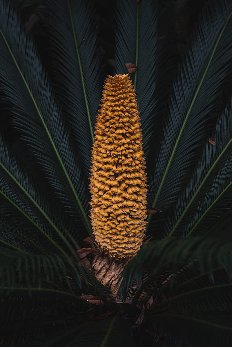 plant, palm, fruit, branches, exotic, HD phone wallpaper