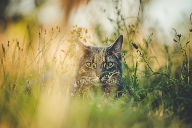 cat, grass, hide, pet, animal, HD wallpaper