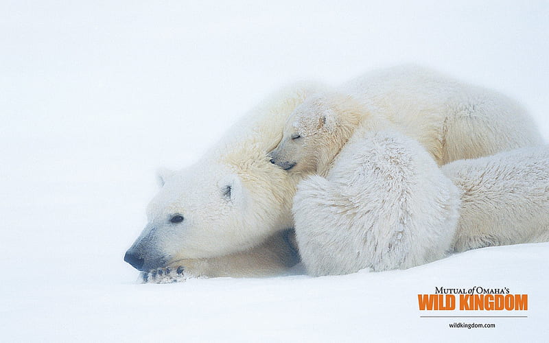 polar bear, HD wallpaper