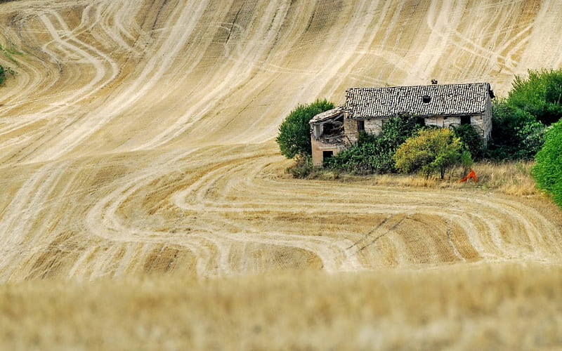 Old Abandoned House in Field, nature, fields, house, houses, HD wallpaper