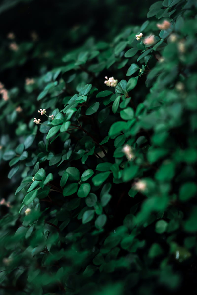 leaves, flowers, plant, green, white, macro, HD phone wallpaper