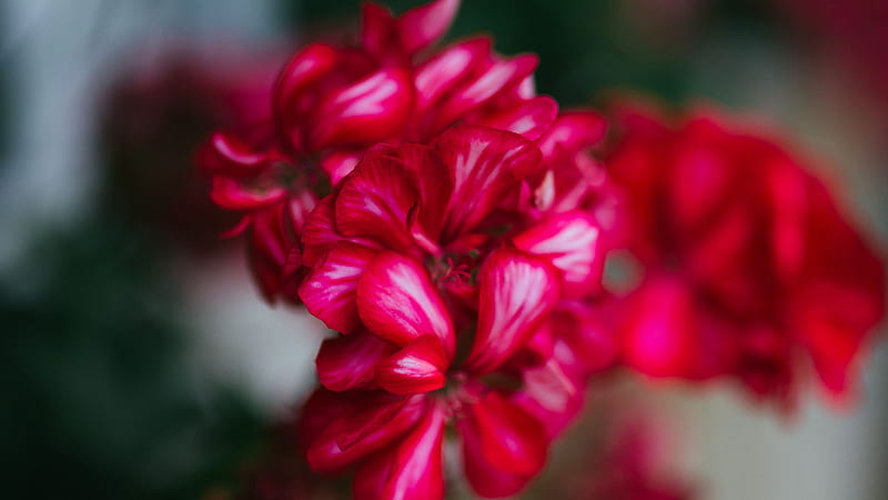 Dark Pink Flowers Petals Plant Blur Background Flowers, HD wallpaper ...