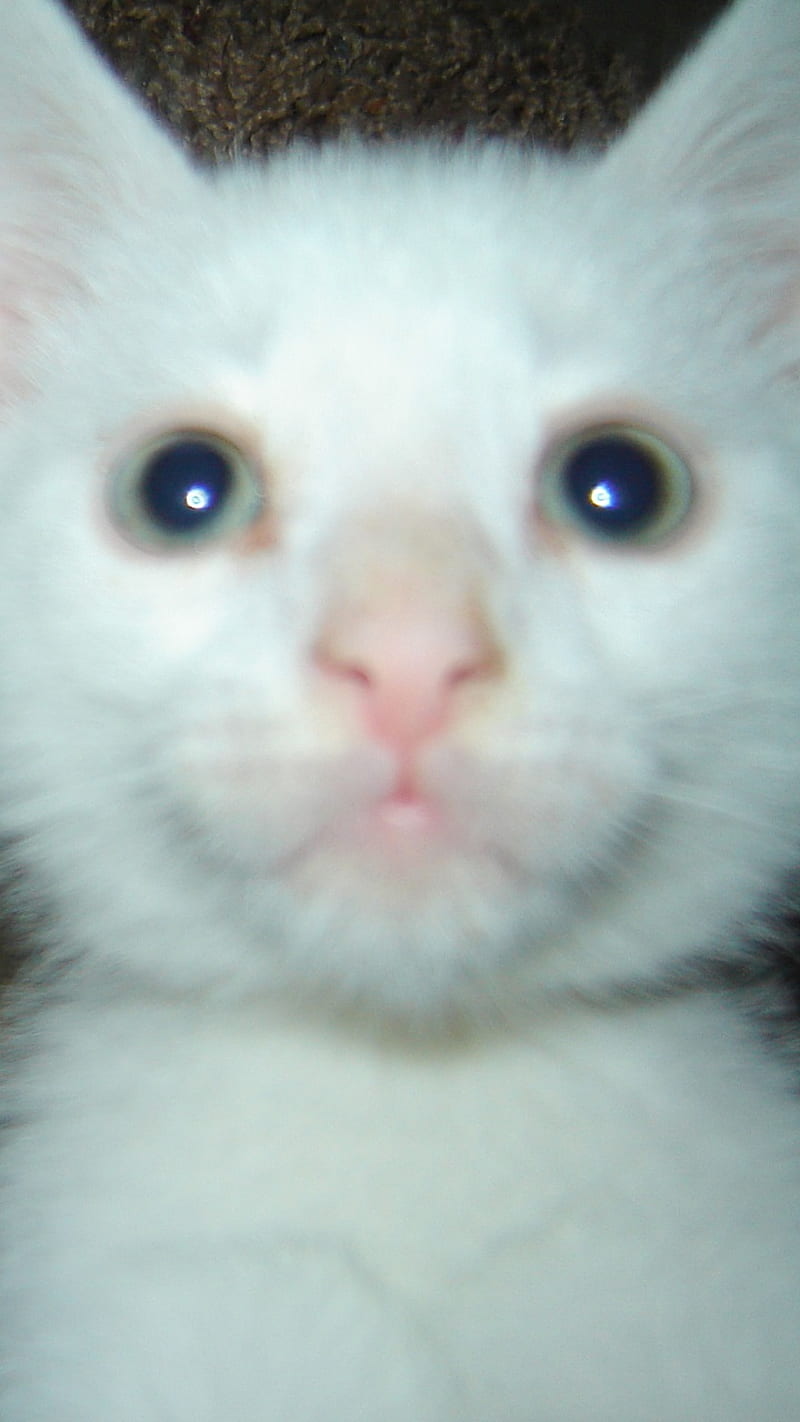 Kitten Surprise, cat, cats, close, cute, face, feline, funny, kitten, HD phone wallpaper