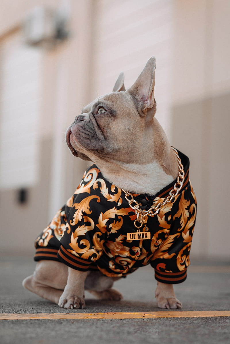 french bulldog, dog, pet, chain, collar, HD phone wallpaper