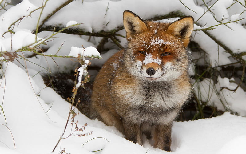 Red fox, animal, fur, nature, snow, HD phone wallpaper