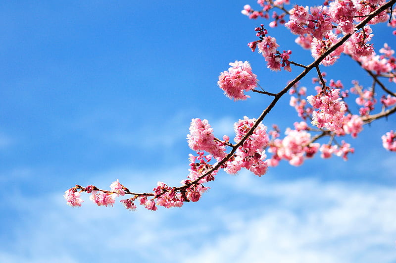 Cherry Blossom Branch, HD wallpaper