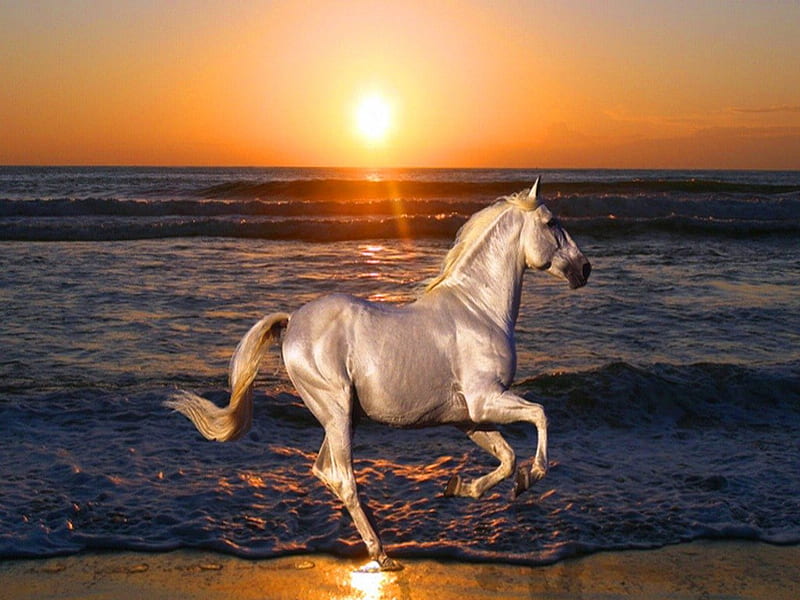 Silver beauty, beach, water, sunset, gallop, horse, silver, HD wallpaper