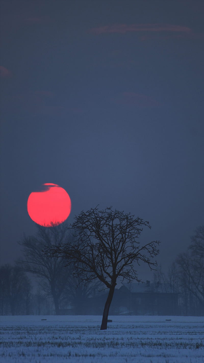Red Moon, blue, colorful, fog, forest, sunrise, sunset, sunsets, tree, HD phone wallpaper