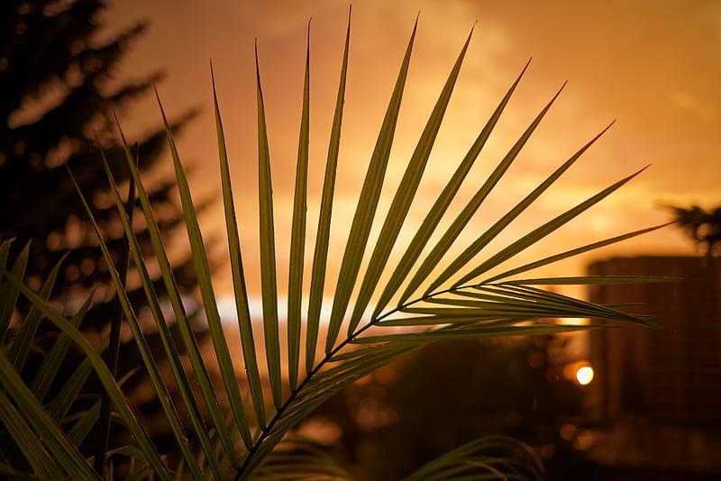 palm, leaf, sunset, dark, HD wallpaper