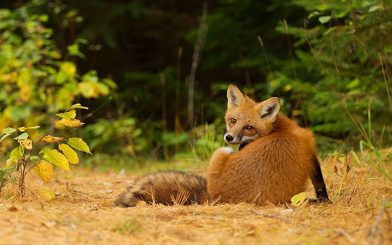 wildlife, autumn forest, fox relaxes, HD wallpaper