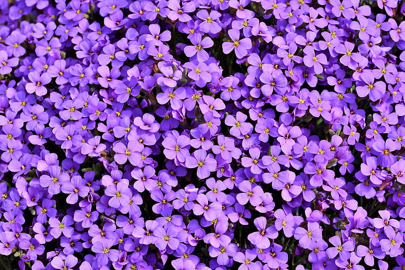 aubrieta flowers, flowerbed, blossom, purple flowers, Flowers, HD wallpaper