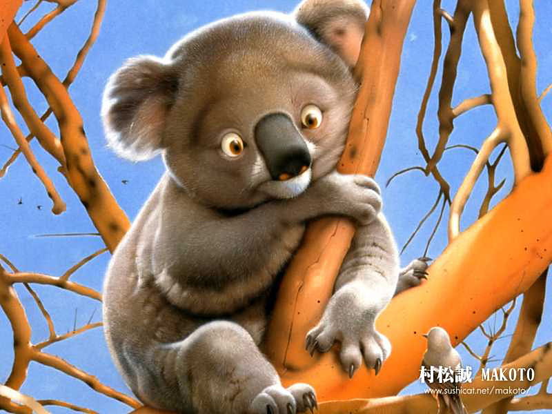 Koala, cute, timid, bear, australia, slow, trees, sweet, HD wallpaper
