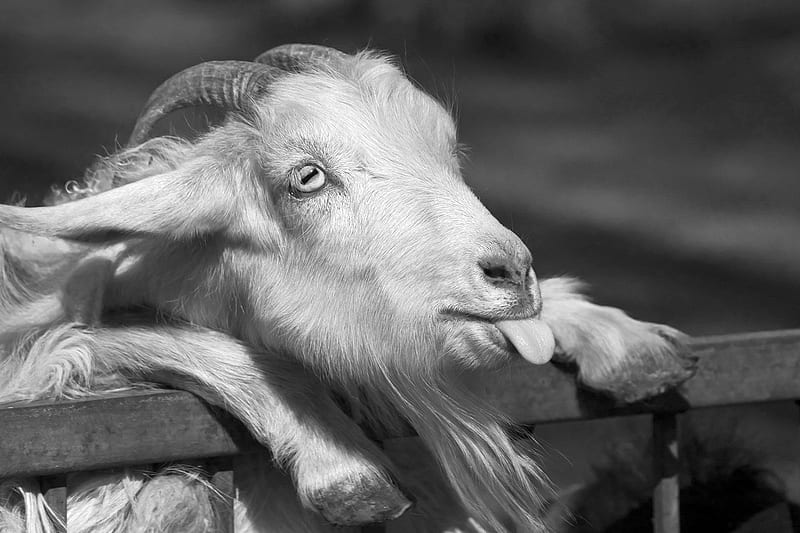Funny Goat, goat, sticking out, black, white, HD wallpaper