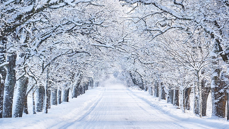 Winter Road 2, Firefox theme, drive, snow, lane, road, trees, winter, cold, HD wallpaper
