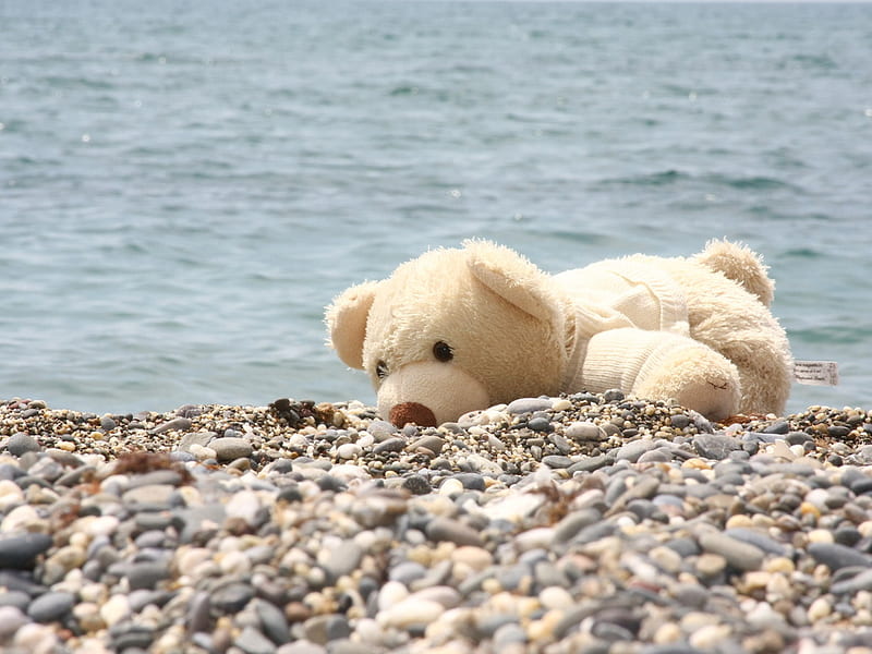 teddy bear on the beach, beach, fun , shingle, teddy bear, joy, animal, mood, sea, HD wallpaper