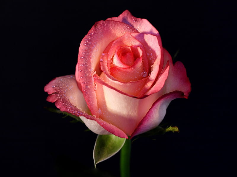 great pink rose, pink flower, lovely, rose, summer, HD wallpaper