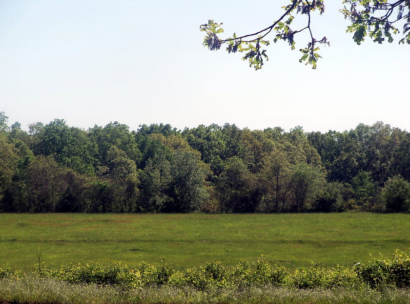 ...Across The Road, Rural, Grasslands, Fields, Tennessee, Nature, HD wallpaper