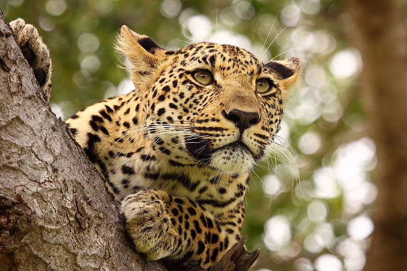national park, serengeti, wildlife, animals, tree, mammals, predator, leopard, HD wallpaper