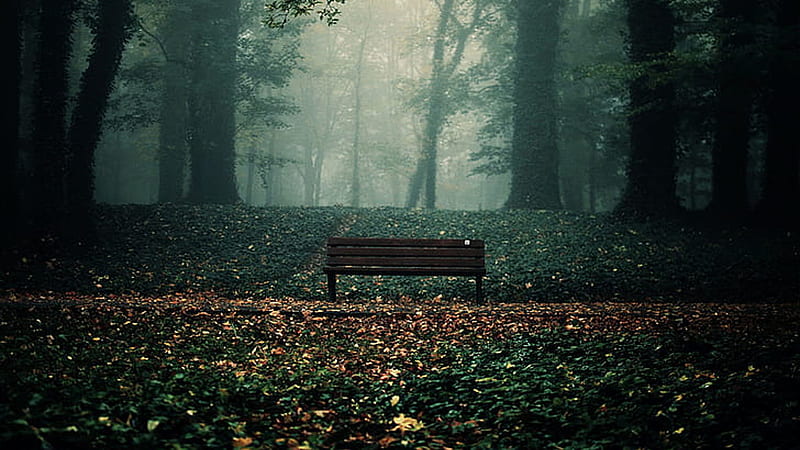 Wood Bench On Fallen Dry Leaves In Forest Background Fall, HD wallpaper