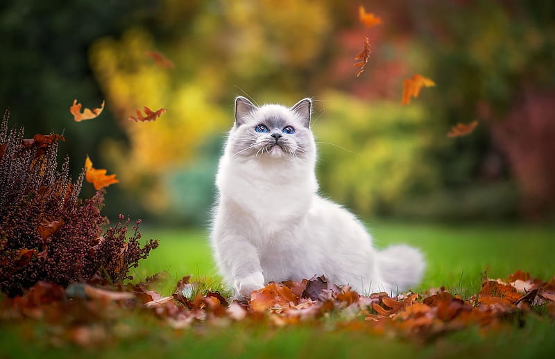 Cat, autumn, orange, animal, leaf, cute, green, siamese, white, pisica, HD wallpaper