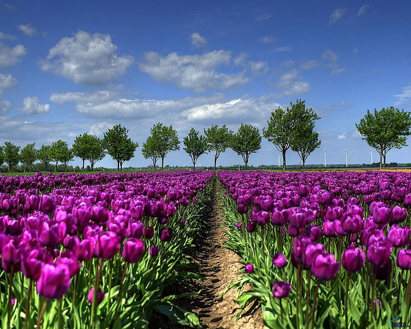 Field of Purple Tulips, netherlands, spring, tulips, trees, clouds, field, Nature, HD wallpaper