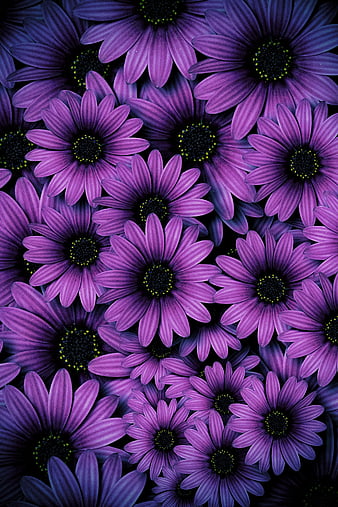 31654 Purple Sunflower Images Stock Photos  Vectors  Shutterstock