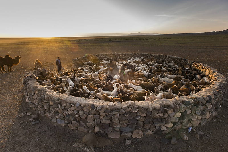 goats in a stone pen in mongolia, pen, desert, stones, goats, sunset, camel, HD wallpaper