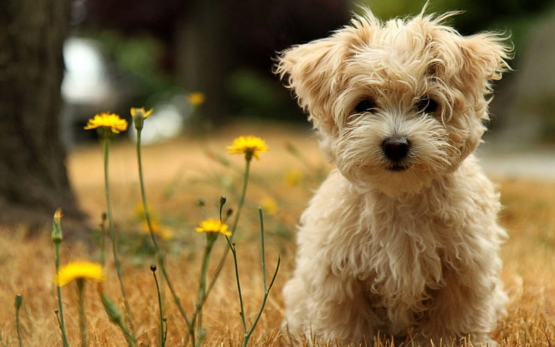 Puppy - Maltese, Puppy, Maltese, small dog, grass, HD wallpaper