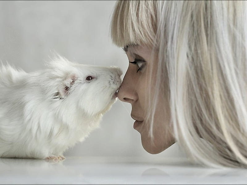 Friendly Kiss, ladie, guinea pig, white, kiss, friends, HD wallpaper