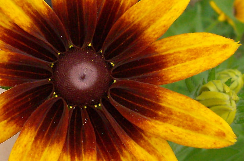 black eyed susan from my garden, unusual coloring, flower, color, nature, HD wallpaper