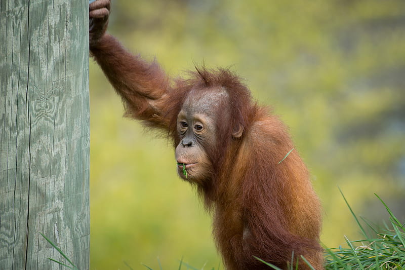Monkeys, Orangutan, Baby Animal, Monkey, Primate, HD wallpaper