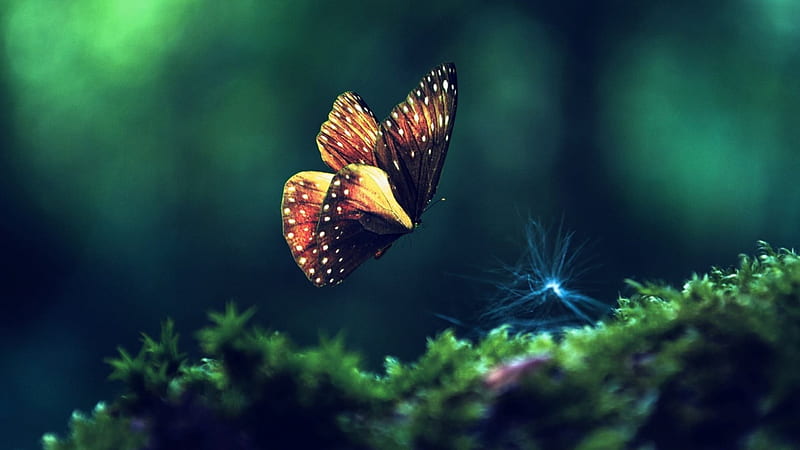 Black Brown Yellow Butterfly Is Hovering In Blur Green Background Butterfly, HD wallpaper