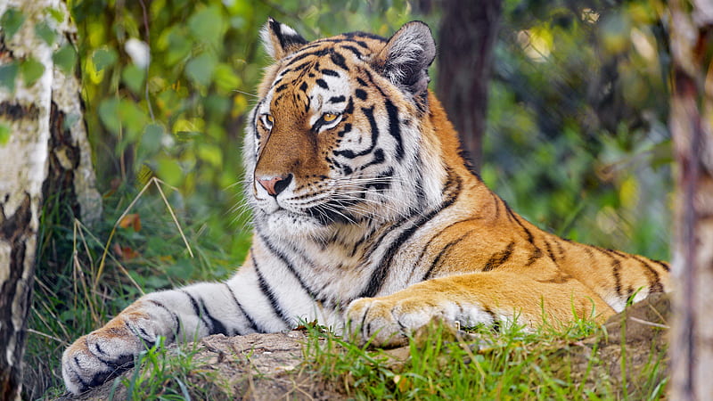 Tiger is sitting on rock in green blur background animals, HD wallpaper ...