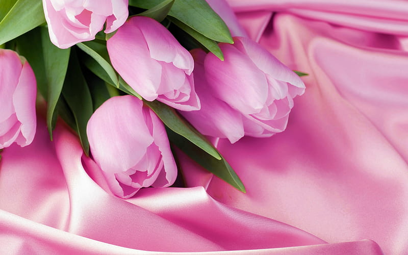 pink tulips, romantic bouquet, tulips, pink silk, pink flowers, HD wallpaper