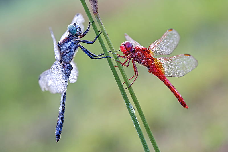 Insects, Dragonfly, Insect, Macro, HD wallpaper