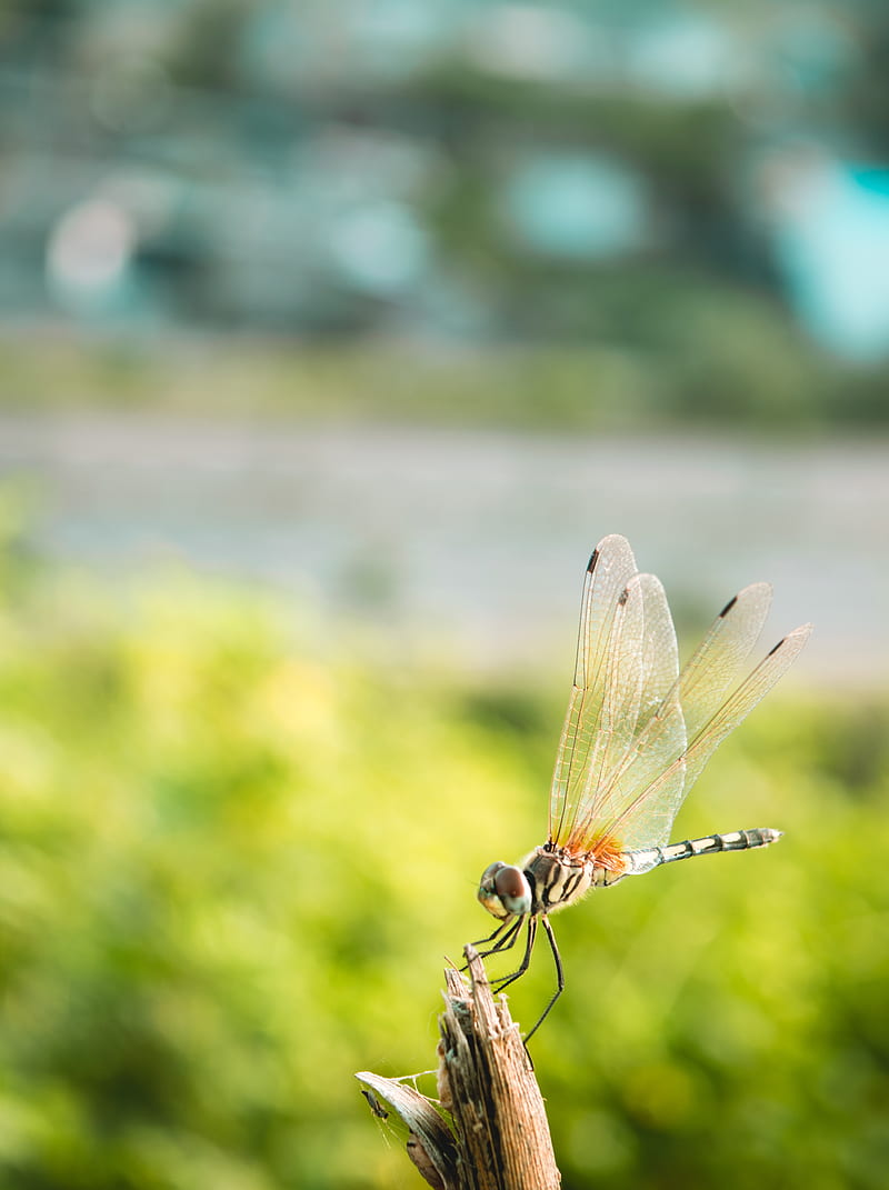 dragonfly, insect, macro, closeup, HD phone wallpaper