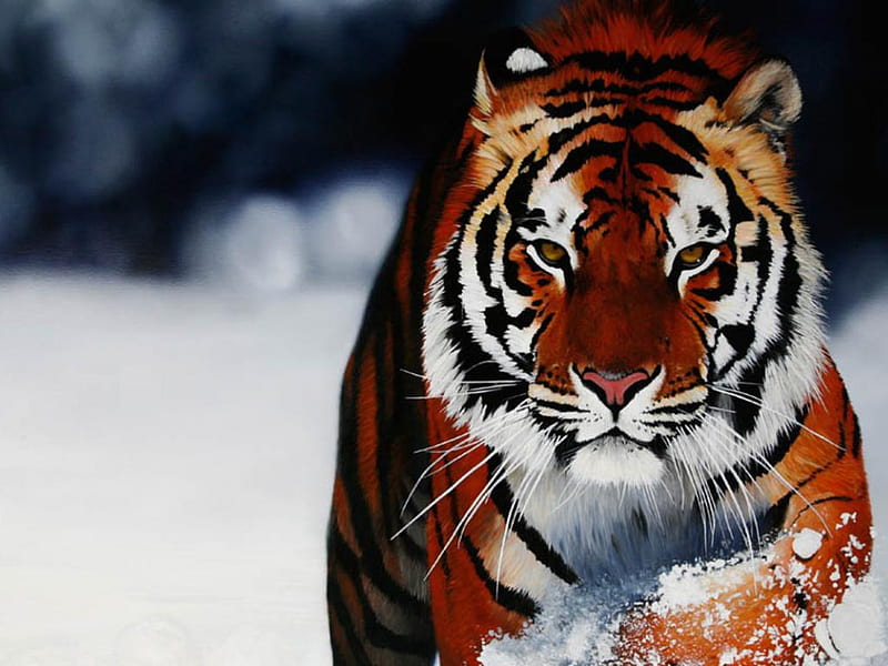 Majestic tiger, zoo, wildlife, tiger, snow, HD wallpaper