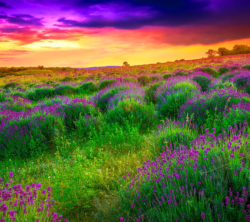 Summer Field, bonito, flowers, grass, nature, sunset, summer, HD wallpaper